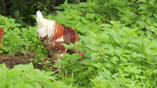 Rooster and hen in green bushes digging the ground, in a rural organic backyard farm setting