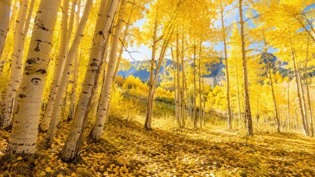 Sunlit quaking aspen grove in peak autumn with golden canopy, white trunks and leaf-strewn forest floor beneath a blue mountain sky