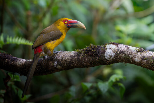 Ara&ccedil;ari-banana / Saffron Toucanet / Pteroglossus bailloni