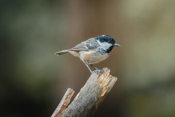 Coal tit perched on slender branch at Pow Hill Country Park, County Durham, captured in crisp natural light during 2026 wildlife survey © Neil_Benison_Photos