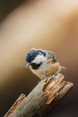 Coal tit perched on slender branch at Pow Hill Country Park, County Durham, captured in crisp natural light during 2026 wildlife survey © Neil_Benison_Photos