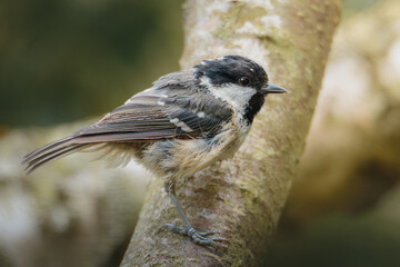 Coal tit perched on slender branch at Pow Hill Country Park, County Durham, captured in crisp natural light during 2026 wildlife survey © Neil_Benison_Photos