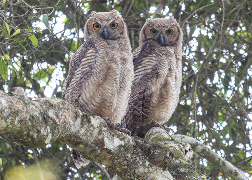 Two Juvenile Great Horned Owls in Natural Forest Habitat