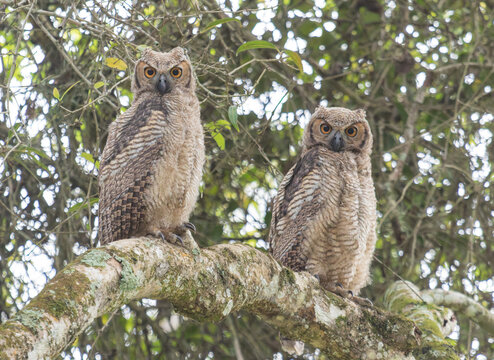 Pair of Juvenile Great Horned Owls Perched on Tree Branch