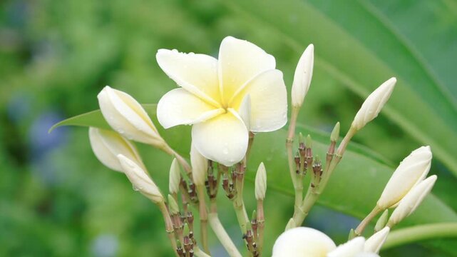 close up of a white and yellow plumeria flower