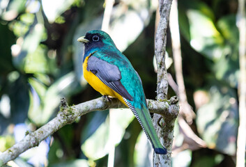 Fototapeta premium Colorful Male Trogon Perched in Tropical Rainforest