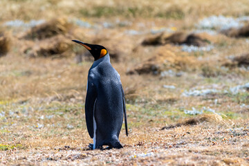 Obraz premium Outdoor scene with a close-up of a King Penguin - Aptenodytes patagonicus- on Tierra de Fuego, in Southern Chile.