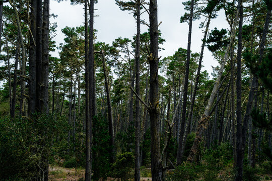 forest with tall trees