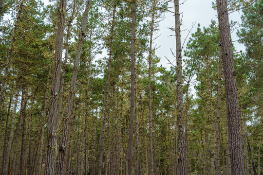 forest with tall trees
