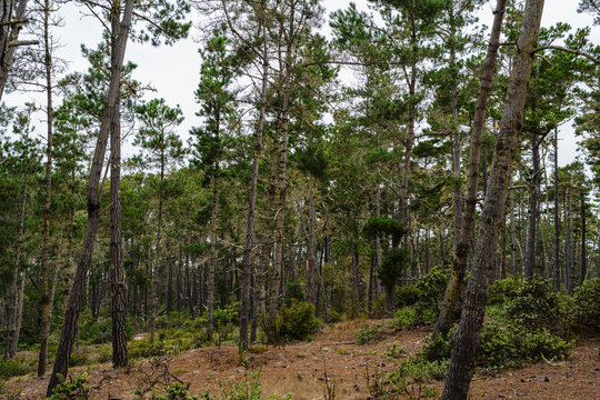 forest with tall trees