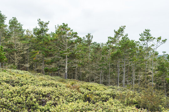 forest with tall trees
