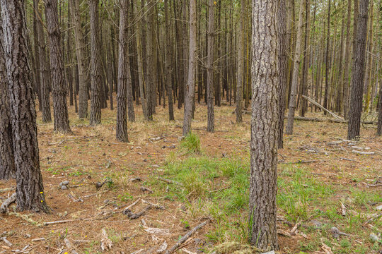 forest with tall trees