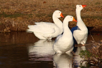 Three domestic white geese standing in shallow water during golden hour © Sharaine