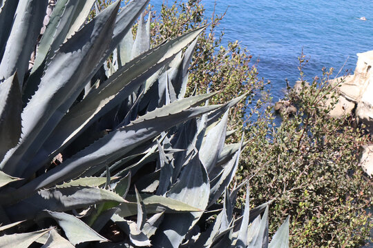 Grey blue agave leaves on a bluff above the pacific ocean