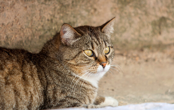  Hauskatze (Felis silvestris catus)