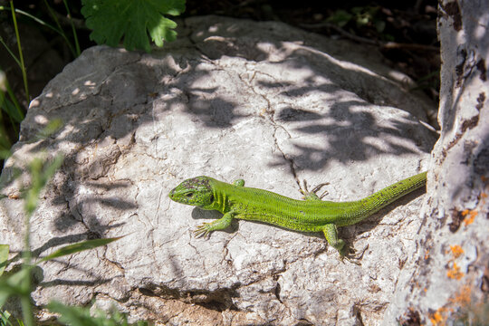 Male lizard