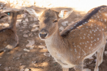 A young spotted deer stands in a zoo environment. The deer has a light brown coat with white spots and large ears. The background features dry leaves and soft sunlight. © Ольга Листратова