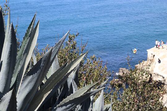 Agave plants overlooking a turquoise cove on the california coast