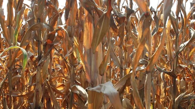 Golden corn crop ready for harvest in autumn with mature maize plants across a rural agricultural landscape
