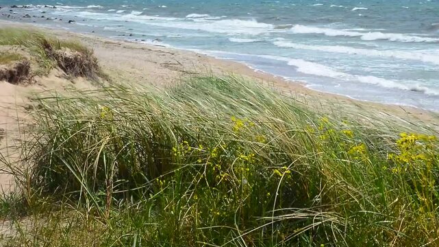 Grass sways in the storm at the coast in Ystad, Scania, Sweden, Baltic Sea, Scandinavia
