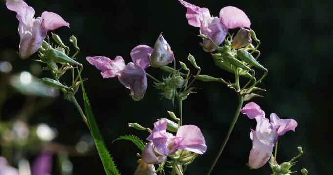 Common carder-bee (Bombus pascuorum) flying from flower to flower (Impatiens glandulifera), Lower Saxony, Germany