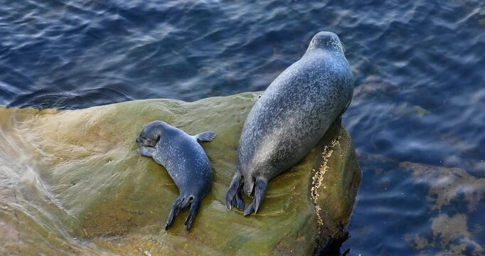 Harbor seal (Phoca vitulina), Female and her baby sitting on a rock to rest and regulate their body temperature. Forillon national park, Province of Quebec, Canada, North America