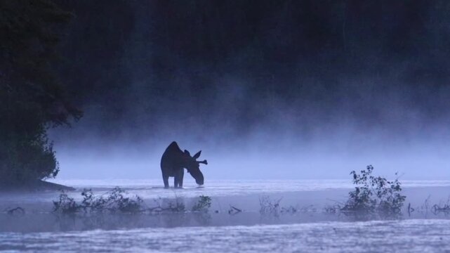 Moose, (alces alces), Young bull moose feeding in a lake, Moose eating aquatic vegetation, Misty morning, Blue hour, Wide view, La Mauricie national park, Province of Quebec, Canada, North America