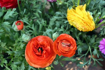 FLORES PLANTAS VEGETALES PARQUE HUERTA JARDIN HORTALIZAS NATURALEZA ORTIGA APIO LECHUGASROSAS UVAS RA © Andrea