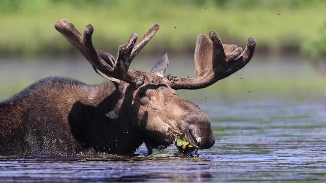 Moose, (alces alces), Bull moose feeding in a lake, Moose eating little-floating heart (Nymphoides cordata), Antlers with velvet, La Mauricie national park, Province of Quebec, Canada, North America