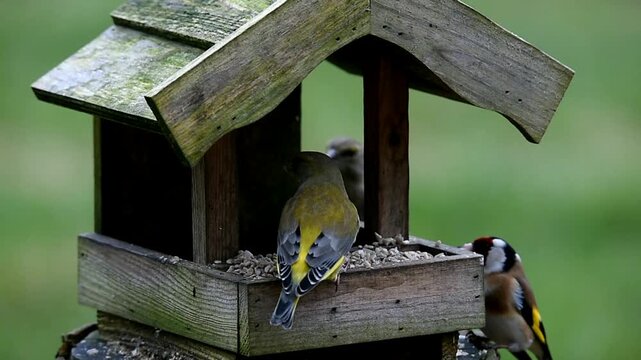 Goldfinch (Carduelis carduelis) Greenfinch (Chloris chloris) and great tit (Parus major) eating sunflower seeds at the birdhouse
