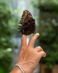 Owl butterfly resting on a person’s fingers with copy space © Lilia