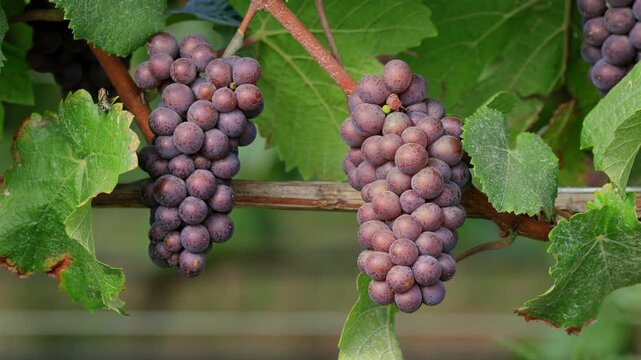 Noble vine (Vitis vinifera subsp. vinifera), Noble vine, grapes, red wine, fruit, vine, summer, shortly in front of harvest, ripe, Ellerstadt, Rhineland-Palatinate, Germany