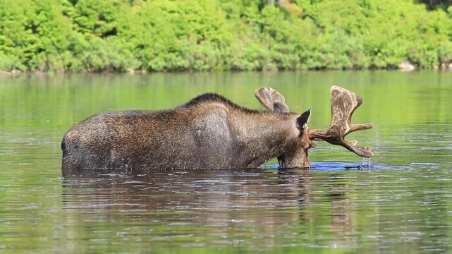 Moose, (alces alces), Bull moose feeding in a lake, Moose eating little-floating heart (Nymphoides cordata), Antlers with velvet, La Mauricie national park, Province pf Quebec, Canada, North America