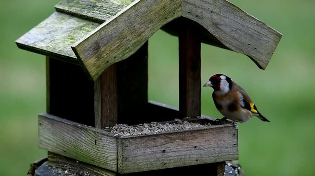 Goldfinch (Carduelis carduelis) and greenfinch (Chloris chloris) eat sunflower seeds at the birdhouse