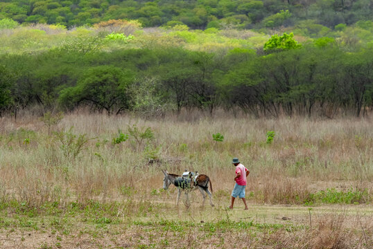 Rural Man Walking with Pack Donkey Through the Caatinga Landscape in Catingueira, Paraiba, Brazil, November 12, 2011