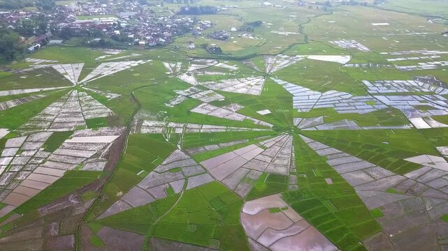 High angle drone footage over green lingko rice field with spider web pattern