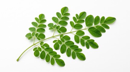 Obraz premium green moringa leaf branch isolated on a simple light background