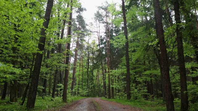 Drone flight along a forest road in a mixed forest, path, trees, deciduous trees, forestry, summer, Eastern Styrian hills, Styria, Austria