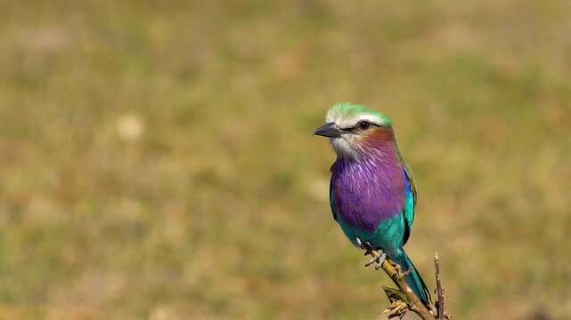 Lilac-breasted roller (Coracias caudatus) bird purple green pinnate, Moremi National Park, Botswana