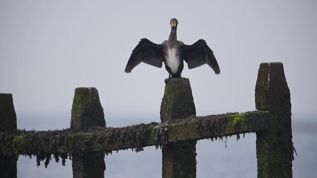 Great Cormorant, Phalacrocorax carbo, bird dries its wings at dawn