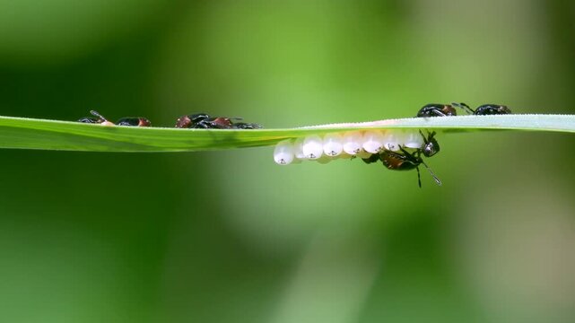 Common Green Shieldbug Nymph and Eggs (Palomena prasina) Devon, England, United Kingdom