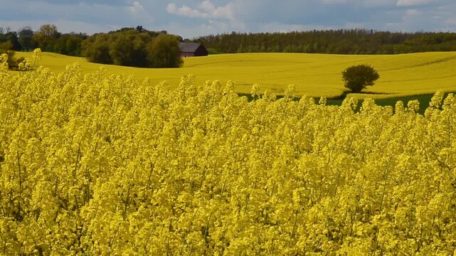 Landscape with rapeseed fields at Ystad, Scania, Sweden, Scandinavia