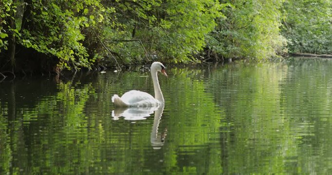 Swan in the canal Alte Fahrt between Bolter Schleuse and Caarpsee, forest, trees, reflection, M&uuml;ritz National Park, Mecklenburg Lake District, Mecklenburg-Vorpommern, Germany