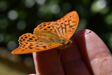 Orange butterfly resting on a person’s fingertips with copy space © Lilia
