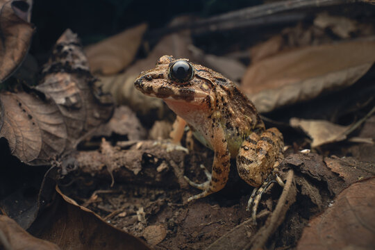 A wild Busuanga wart frog (Limnonectes acanthi), also known as a Palawan fanged frog, amongst leaf litter 
