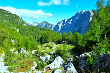 Larch forest and green meadow bellow the mountain range above Krma valley in Julian alps, Gorenjska, Slovenia © kato08