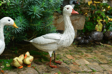 Adult geese and Goslings in autumn garden foliage © o1559kip