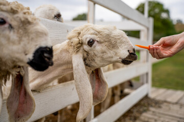 Person feeding fresh orange carrot to lop eared sheep over white wooden fence in farm paddock during daytime. © Marina