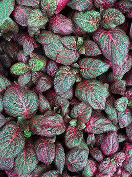 Fittonia known as the nerve plant is a genus of compact, low growing foliage plants in the family Acanthaceae
