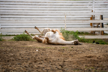 Fototapeta premium Guanaco rolling on back in dust on ground in paddock near white wooden fence, showing natural animal grooming and dusting behavior.